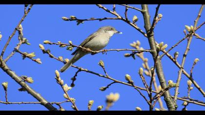 Akgerdanlı ötleğen