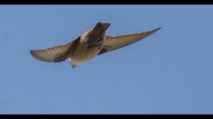 Eurasian Crag Martin