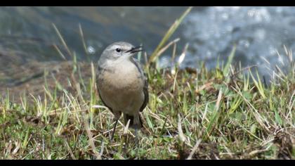 Water Pipit