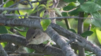 Garden Warbler