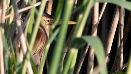 Little Bittern