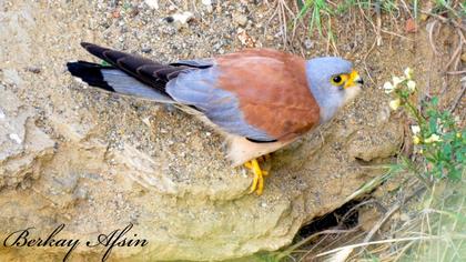 Lesser Kestrel