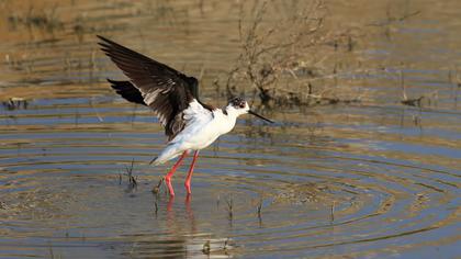 Black-winged Stilt