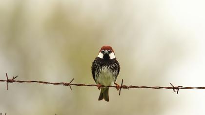 Spanish Sparrow