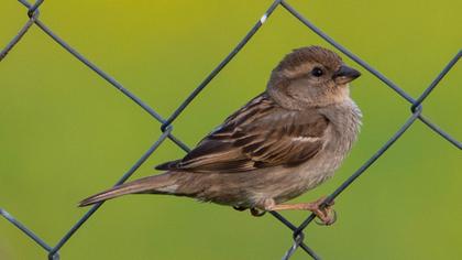House Sparrow