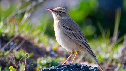 Tawny Pipit