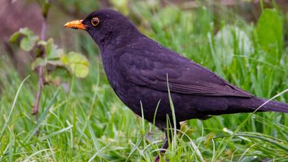 Common Blackbird
