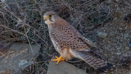 Common Kestrel