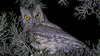 Pallid Scops Owl