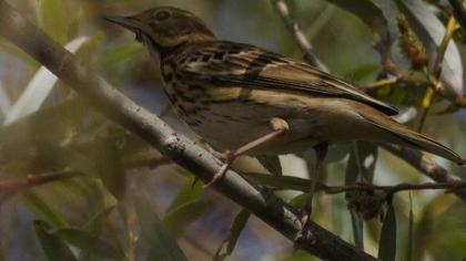 Tree Pipit