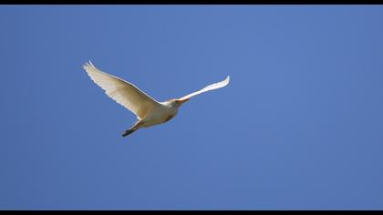 Western Cattle Egret