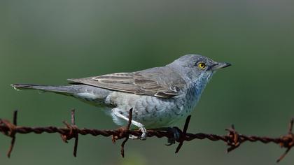 Barred Warbler