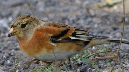 Brambling