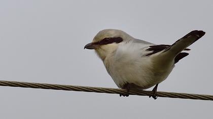Great Grey Shrike