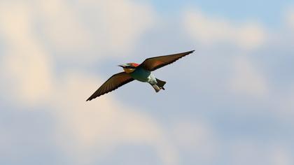 European Bee-eater