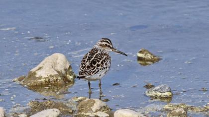 Broad-billed Sandpiper
