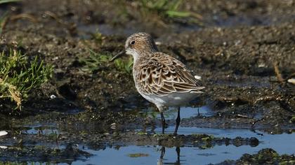 Little Stint