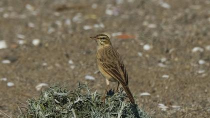 Tawny Pipit