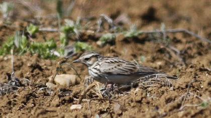 Woodlark