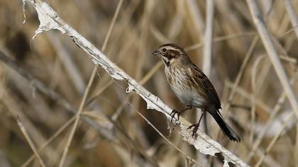 Common Reed Bunting