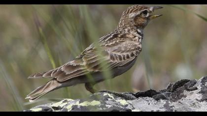 Calandra Lark