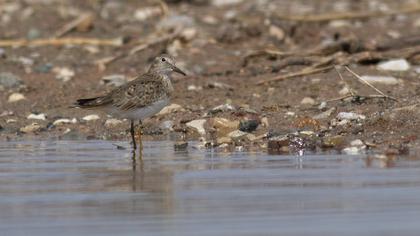 Temminck`s Stint