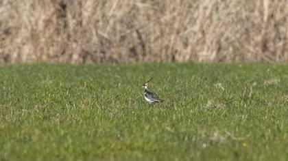 Northern Lapwing