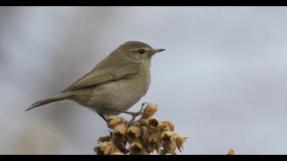 Common Chiffchaff