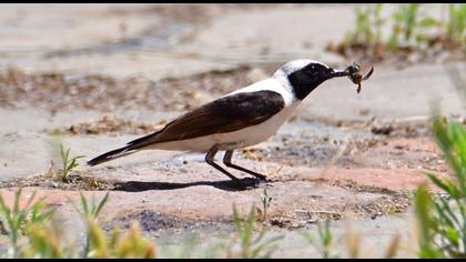 Black-eared Wheatear