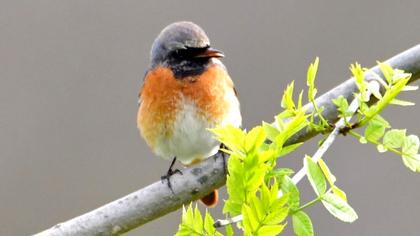 Common Redstart