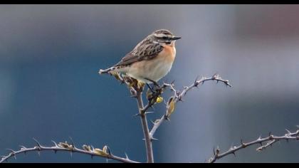 Whinchat