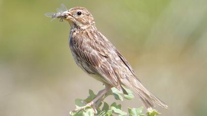 Corn Bunting