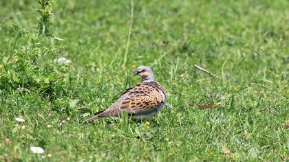 European Turtle Dove