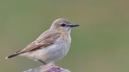 Isabelline Wheatear