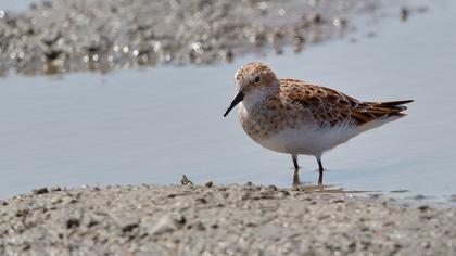 Little Stint