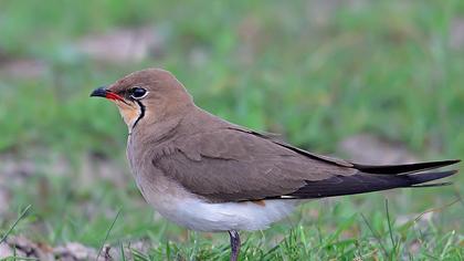 Collared Pratincole