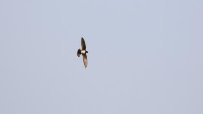 Alpine Swift