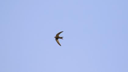 Pallid Swift