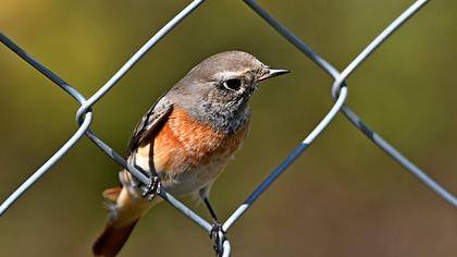 Common Redstart