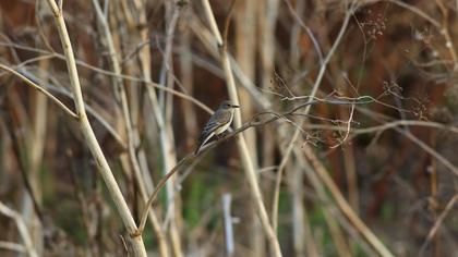 Spotted Flycatcher