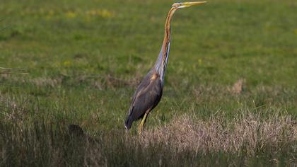 Purple Heron