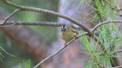 Goldcrest
