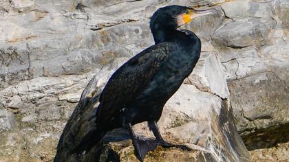Great Cormorant