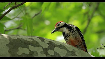 White-backed Woodpecker
