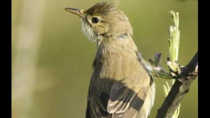 Marsh Warbler