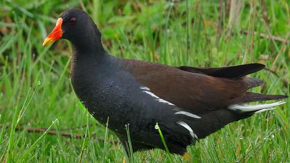 Common Moorhen