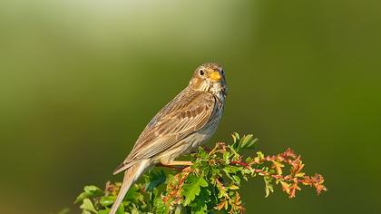 Corn Bunting