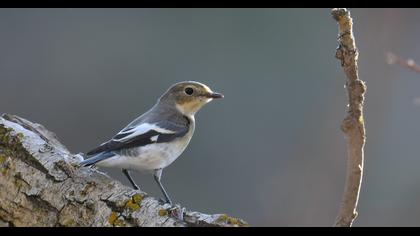 Collared Flycatcher