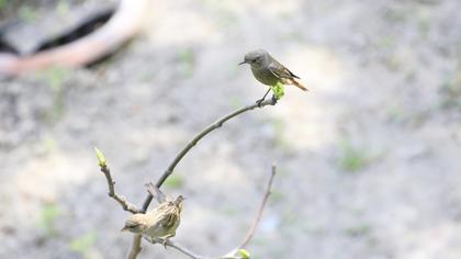 Black Redstart