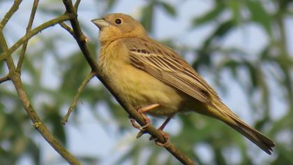 Black-headed Bunting